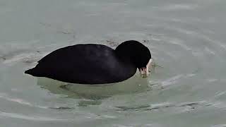 20241006 ZBILJSKO JEZERO GRUIFORMES Fulica atra LISKA [upl. by Leesa]