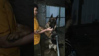 Inse wafadar koi nahi 💕 dog pets germanshepherd shorts short shortvideo punjabi youtube yt [upl. by Kcod]