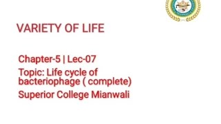 Lytic and Lysogenic Cycle of Bacteriophages  Life cycle of Bacteriophages 11 Class Biology [upl. by Clovah]