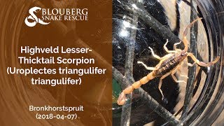 Highveld Lesser Thicktailed Scorpion rescued near Bronkhorstspruit 20180407 [upl. by Meeker]