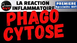 La PHAGOCYTOSE à la fin de la REACTION INFLAMMATOIRE  IMMUNOLOGIE  PREMIERE SPECIALITE SVT [upl. by Alaehcim]