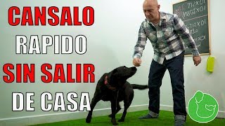 3 Maneras de CANSAR a tu PERRO en CASA También hiperactivos y con Alta Energía [upl. by Sainana]