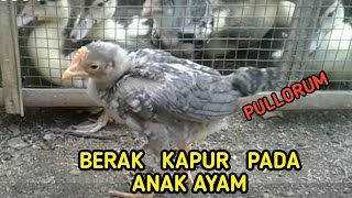 Cara mengobati penyakit berak putih  pullorum pada ayam [upl. by Kayla]