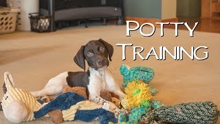 Potty Training  Potty Training Your New Puppy [upl. by Suirtimid]