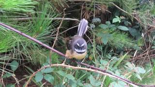 New Zealand Pied Fantail  Close Up [upl. by Hazlip]