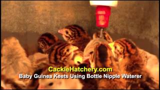 Baby Guinea Keets Using Bottle Nipple  Cackle Hatchery [upl. by Nelleus350]