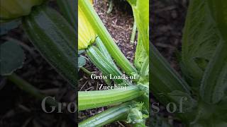 Grow Tons of Zucchini zucchini garden permaculture gardening vegetables vegetablegarden [upl. by Tolley]