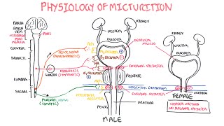 Physiology of Micturition [upl. by Hildie]