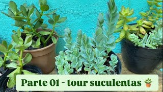 Parte 01  Tour meu cultivo de suculentas [upl. by Ahtiekahs]