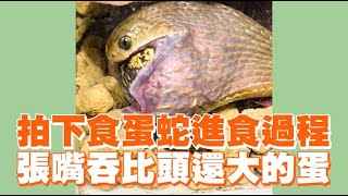 直擊食蛋蛇進食過程！張嘴吞比頭還大的蛋😱｜新蛇總科｜游蛇科｜精選影片 [upl. by Aicercul260]