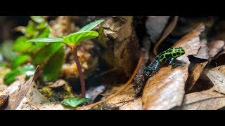 Ranitomeya variabilis quotsouthernquot poison dart frog calling and courting [upl. by Skvorak]