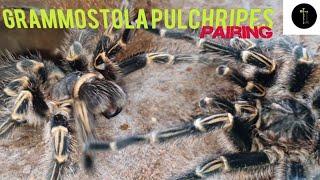 Giant Tarantula Pairing  Grammostola Pulchripes [upl. by Adile]