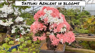 Satsuki Azaleas in Bloom [upl. by Magan659]