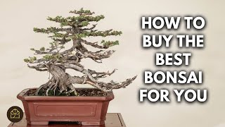 Expert Advice for FirstTime Bonsai Buyers [upl. by Leff]