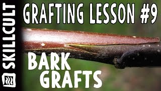 Grafting Series Lesson 9 Rind Grafts Between Bark and Wood [upl. by Stilwell]