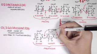 Biochemistry of Carbohydrates [upl. by Williamson]