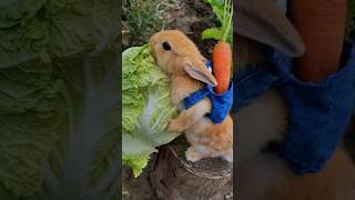 Cute snacks like radish amp cabbage 🥬😋🐇🍑🍒 [upl. by Neenaej]