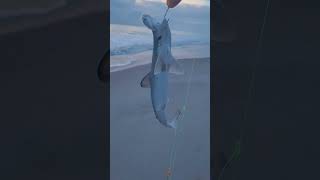 Aquarium size bonnethead shark caught and released at Vero Beach tight lines [upl. by Lewendal]