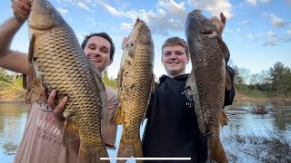 Fishing Yarramundi catching big carp Triple hook up [upl. by Ilat]