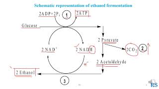 104 Ethanol Fermentation Microbial Production of Ethanol EtOH [upl. by Walke]