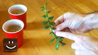 Propagating jade plants using branches stems and leaves [upl. by Orit57]