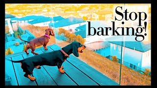 Dachshunds Barking Nonstop at Neighbors Dogs [upl. by Brost]