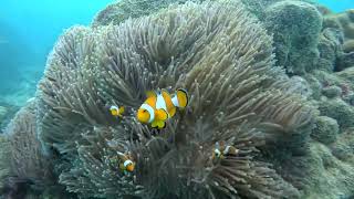 G Beach Cub Phuket Coral Reef Clown fish 5K [upl. by Orual866]