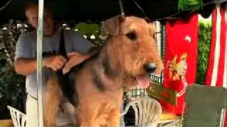 Dogs 101 Airedale Terrier [upl. by Osyth914]