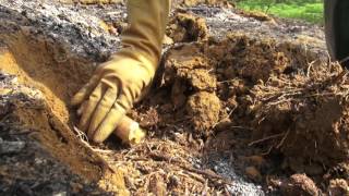 Growing cassava on sloping land  ENGLISH version [upl. by Atilem356]