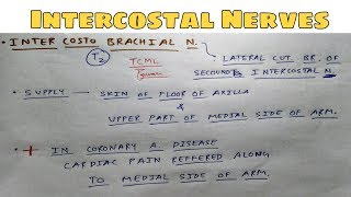 Intercostal Nerves  Part 2  Intercostobrachial Nerve  The Charsi of Medical Literature [upl. by Morten]