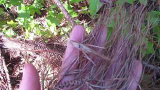 The sound that conehead katydids makeapparently [upl. by Sholes56]