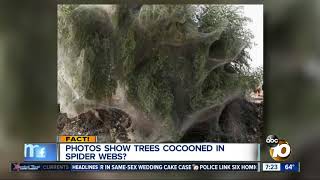 Trees covered in spider webs [upl. by Akemot]