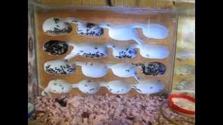 Lasius fuliginosus Беспокойное хозяйство [upl. by Anerat]