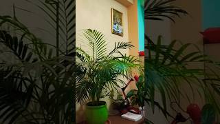 Areca Palm Plant nepali areca ownvoice [upl. by Nirehtak258]