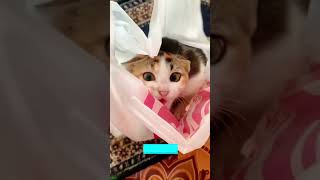 Cute Kittens 🙀 Cats Being Cats 🥰 HelloKittyCats 2848 [upl. by Aramad]