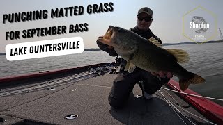 Punching Matted Grass for September Bass on Lake Guntersville [upl. by Liane]