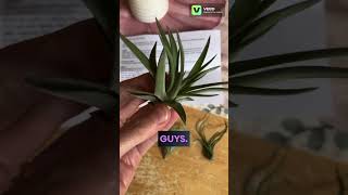 3 Kinds of Airplants and Purple Sea Urchin Unboxing from Mermaid Cove plants houseplants garden [upl. by Onairda]