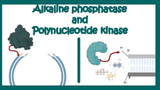 Alkaline Phosphatase  Poly nucleotide Kinase  use of AP and PNK in molecular biology end labeling [upl. by Boor]