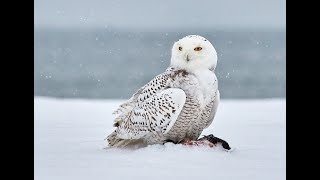 Owls of North America and their Calls [upl. by Leirrad]