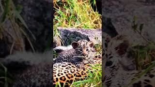 Two Cute Little Leopard Cubs Mashaba Female And Her 2 Cute Cubs [upl. by Dranal]