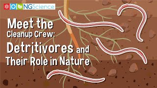 Meet the Cleanup Crew Detritivores and Their Role in Nature [upl. by Lothair284]