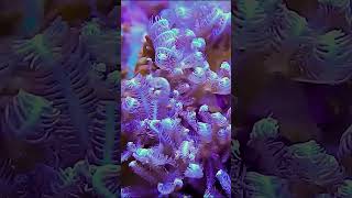 Mesmerizing Anthelia A Beautiful Addition to Your Reef Aquarium shorts [upl. by Yklam]