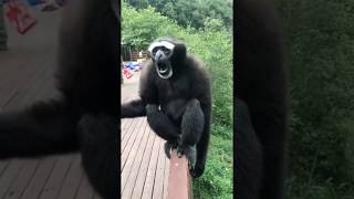 Interesting Sounds That a Gibbon Makes [upl. by Gelb464]