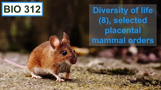 Diversity of life 8 selected mammal orders eg rodentia dermoptera primates and xenartha [upl. by Gonick]