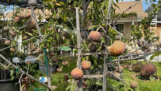 Growing Red Geffner Atemoya Tree in Riverside California [upl. by Laith229]