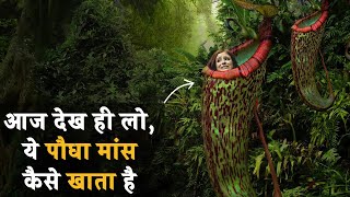 10 माँस खाने वाले पौधे  10 Carnivorous plant eating animals [upl. by Hyde]