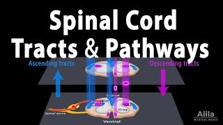 Spinal Cord Anatomy Spinal Tracts amp Pathways Somatic Reflexes Animation [upl. by Mcdougall]