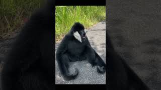 cutest venom in real life 😲 venom gibbons [upl. by Chaves]