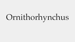 How to Pronounce Ornithorhynchus [upl. by Ferriter]