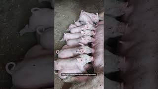 The Pig War 1859 history shorts short youtubeshorts trending fyp foryou fy viralvideo [upl. by Modeerf104]